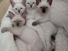 Тайские котята тайский котёнок Меконгский бобтейл