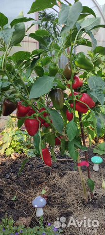 Комнатный сладкий перец. Семена