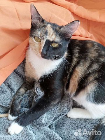 Кошечка 1,5 года,стерилизована
