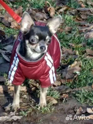 Комбинезон для маленькой собаки