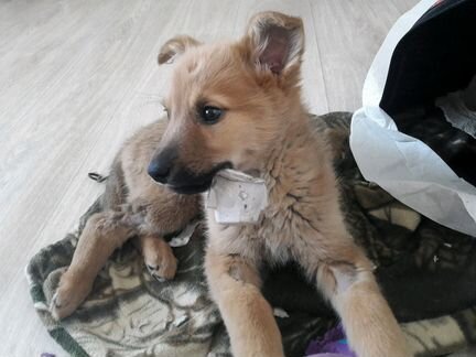 В дар милые дворняжки