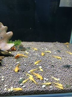 Сомик анцитрус