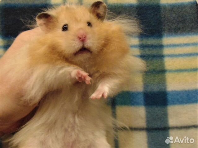 Крупные ангорские,сирийские хомяки питомник,клетки