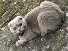 Умнейшая кошка в добрые руки объявление продам