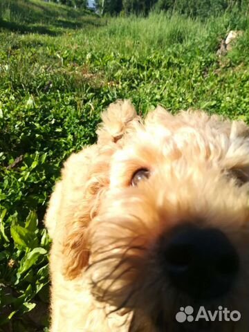 Выгул с дрессировкой без хозяина