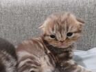 Шотландская вислоухиа кошка объявление продам