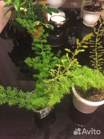 Аспарагус Мейера