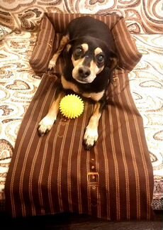 Лежанка для собак(антивандальная ткань)