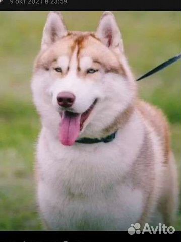 Сибирский хаски вязка