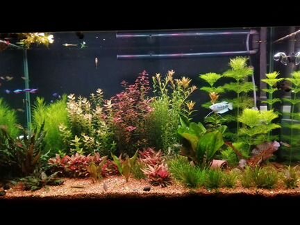 Удобрения с микроэлементами для аквариума