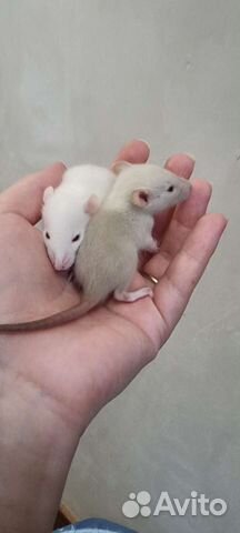 Крысята крысы дамбо