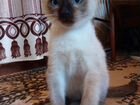 Маленький сиамский котик ждет своего хозяина объявление продам
