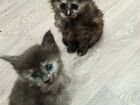 Кошки мейн-кун объявление продам