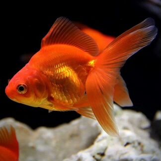 Аквариумные рыбки, золотые рыбки
