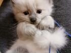 Котенок Тайец митис объявление продам
