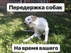 Dog’s Hotel Saratov круглосуточно объявление продам