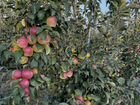 Яблоневый сад объявление продам