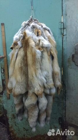 Шкурки лисы