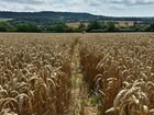 Зерно пшеница оптом объявление продам