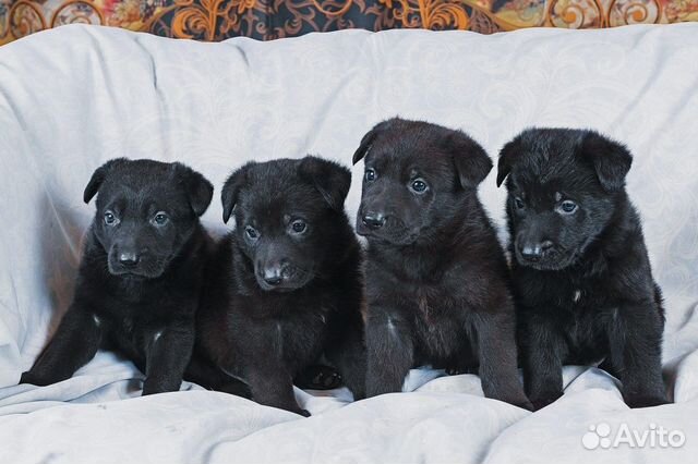 Черные щенки -угольки от черных немецких овчарок