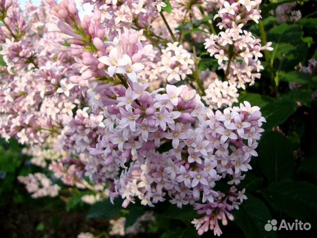 Сирень венгерская 150см (Syringa josikaea)