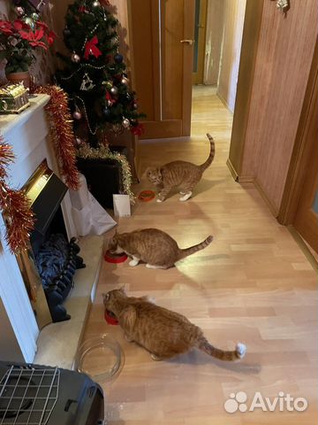 Передержка животных