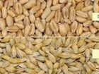 Ячмень, пшеница 17-19 (кг) объявление продам
