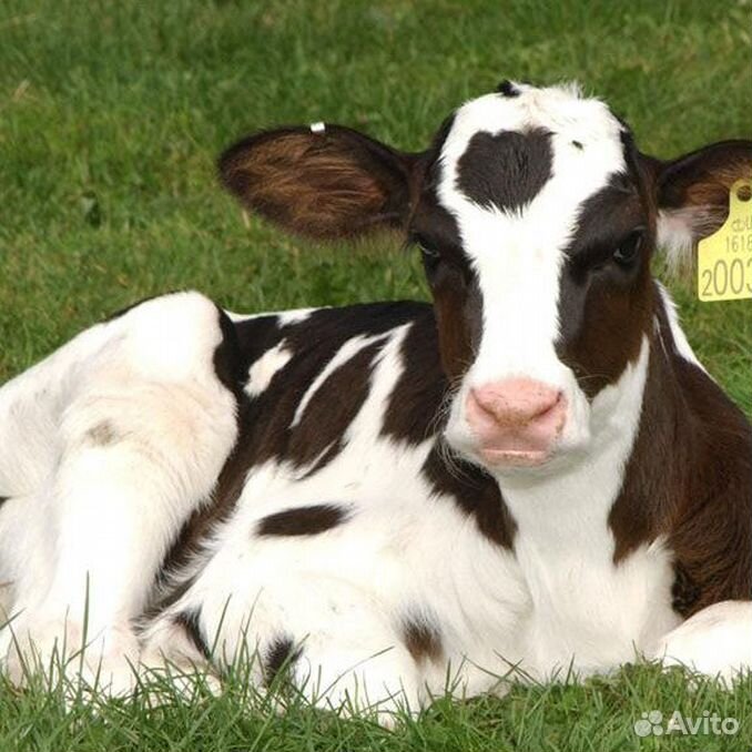 теленок 6 месяцев