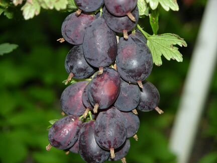 Питомник реализует саженцы крыжовника Серенада