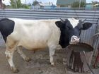 Корова Бык живым весом объявление продам