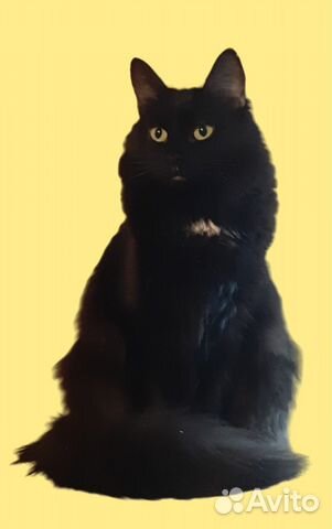 Фенотип шантильи тиффани в дар