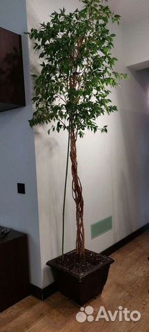 Фикус бенджамина большой, плетеный