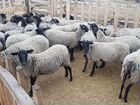 Ярки, овцы, бараны романовские объявление продам