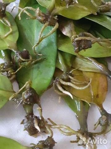 Листочки с отростками цветка Замиокулькас