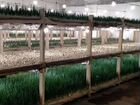 Ферма по выращиванию зелёного лука