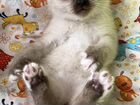 Сиамские коты объявление продам
