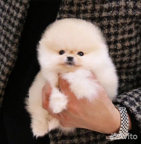 Супер Мини Медвежата