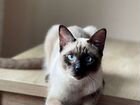 Тайский кот вязка