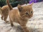 Рыжий котенок 1 месяц объявление продам