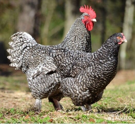 Куры - несушки доминанты