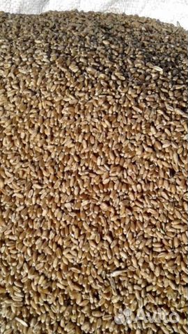 Зерно пшеница ячмень