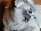 Бурманский кот на вязку