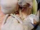Кошка донской сфинкс объявление продам