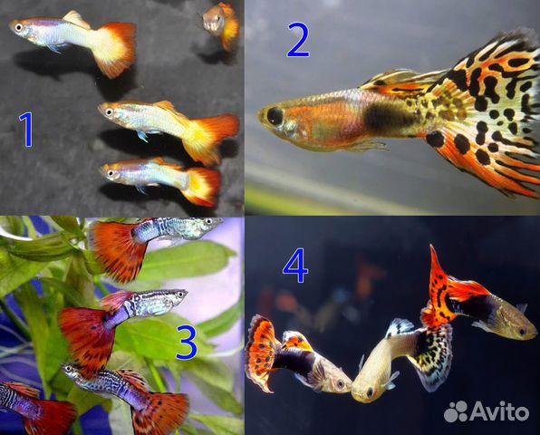 Аквариумные рыбки