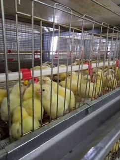 Цыплята. Бройлер Росс 308