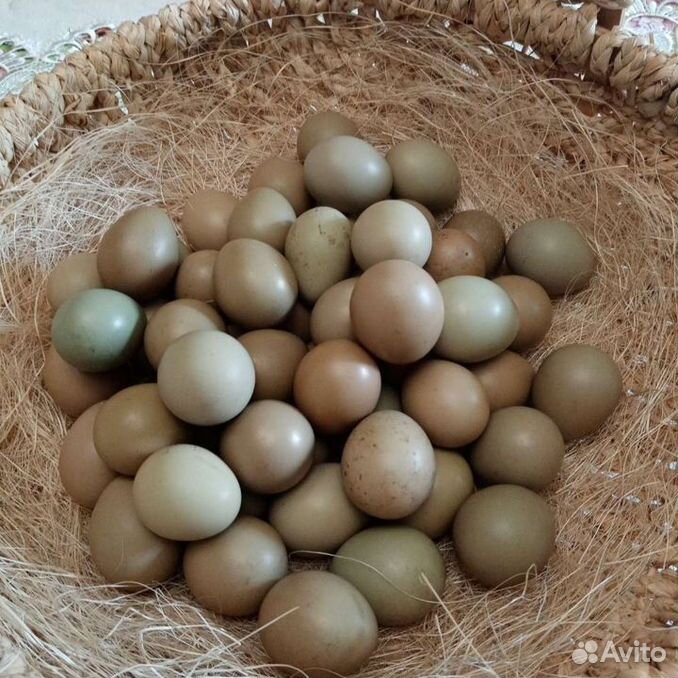 Яйца фазана купить. Яйцо фазана. Яйцо фазана цвет. Купить яйца фазана для инкубации. Купить яйцо фазана в Перми.