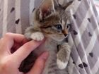 Сибирский котик объявление продам