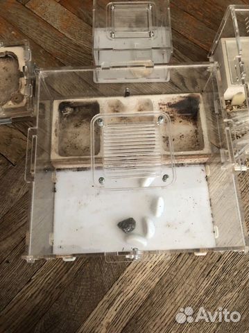 Муравьиная ферма для муравьев