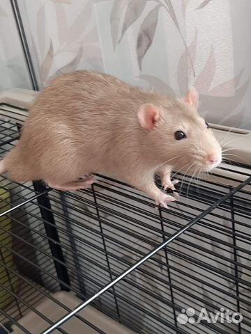 Передержка грызунов