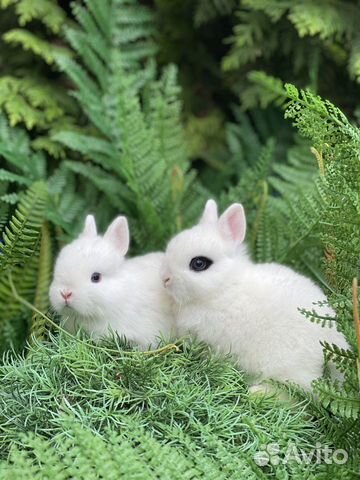 Белоснежные кролики